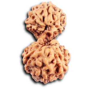 Gaurishanker Rudraksha from Indonesia - 199