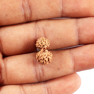 Gaurishanker Rudraksha from Indonesia - 199