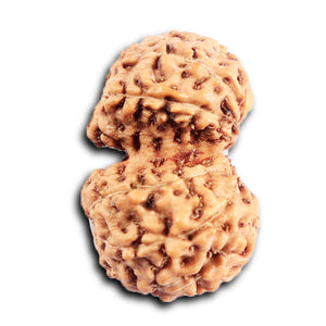 Gaurishanker Rudraksha from Indonesia - 199