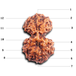 Gaurishanker Rudraksha from Indonesia - 200