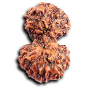 Gaurishanker Rudraksha from Indonesia - 200