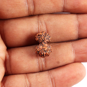 Gaurishanker Rudraksha from Indonesia - 200