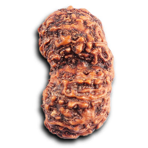 Gaurishanker Rudraksha from Indonesia - 200