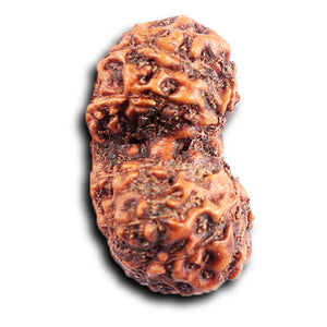 Gaurishanker Rudraksha from Indonesia - 200