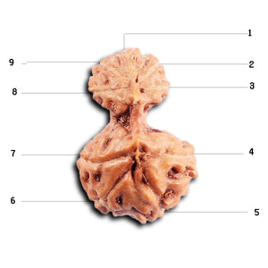 Gaurishanker Rudraksha from Indonesia - 202