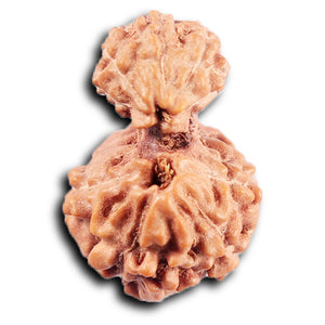 Gaurishanker Rudraksha from Indonesia - 202