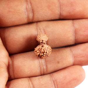 Gaurishanker Rudraksha from Indonesia - 202