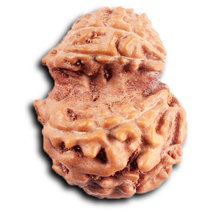 Gaurishanker Rudraksha from Indonesia - 202