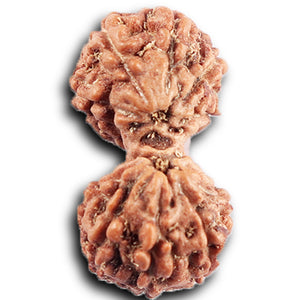 Gaurishanker Rudraksha from Indonesia - 203