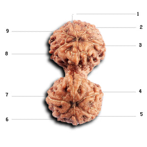 Gaurishanker Rudraksha from Indonesia - 203