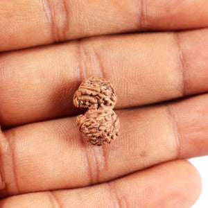 Gaurishanker Rudraksha from Indonesia - 203