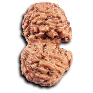 Gaurishanker Rudraksha from Indonesia - 203