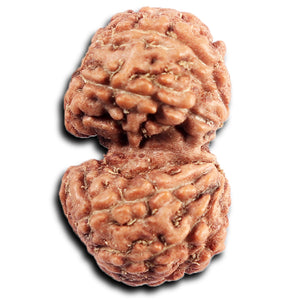 Gaurishanker Rudraksha from Indonesia - 203