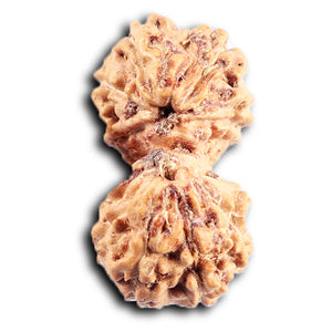 Gaurishanker Rudraksha from Indonesia -204