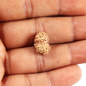 Gaurishanker Rudraksha from Indonesia -204