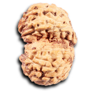 Gaurishanker Rudraksha from Indonesia -204