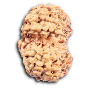 Gaurishanker Rudraksha from Indonesia -204