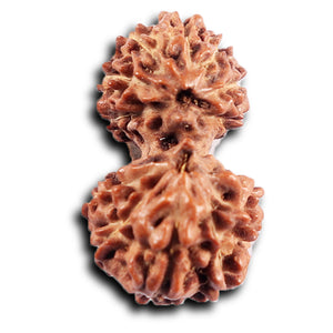 Gaurishanker Rudraksha from Indonesia -205