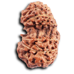 Gaurishanker Rudraksha from Indonesia -205