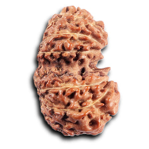 Gaurishanker Rudraksha from Indonesia -205