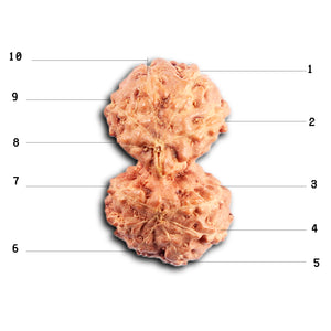 Gaurishanker Rudraksha from Indonesia -206