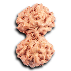 Gaurishanker Rudraksha from Indonesia -206