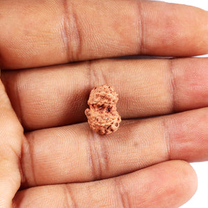 Gaurishanker Rudraksha from Indonesia -206