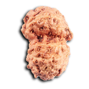 Gaurishanker Rudraksha from Indonesia -206