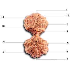 Gaurishanker Rudraksha from Indonesia - 207