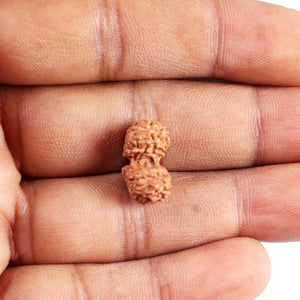 Gaurishanker Rudraksha from Indonesia - 207