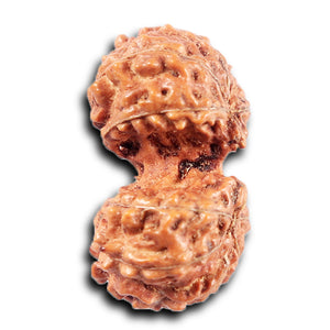 Gaurishanker Rudraksha from Indonesia - 207