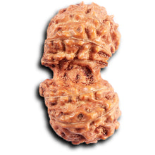 Load image into Gallery viewer, Gaurishanker Rudraksha from Indonesia - 207
