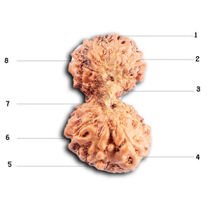 Gaurishanker Rudraksha from Indonesia -208