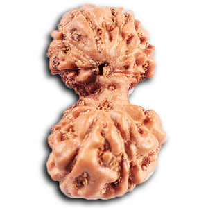 Gaurishanker Rudraksha from Indonesia -208