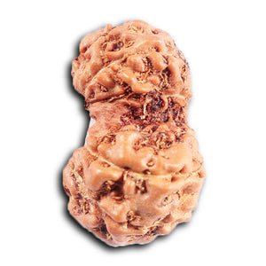 Gaurishanker Rudraksha from Indonesia -208