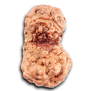 Gaurishanker Rudraksha from Indonesia -208