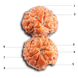 Gaurishanker Rudraksha from Indonesia -209