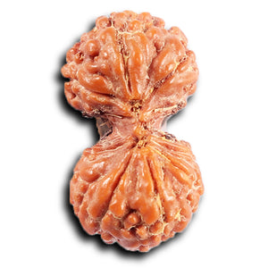 Gaurishanker Rudraksha from Indonesia -209