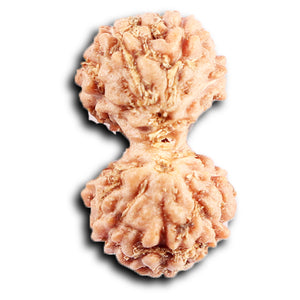 Gaurishanker Rudraksha from Indonesia -210