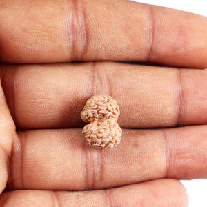 Gaurishanker Rudraksha from Indonesia -210