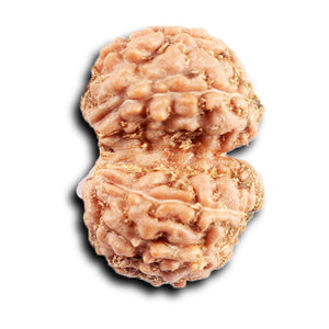 Gaurishanker Rudraksha from Indonesia -210