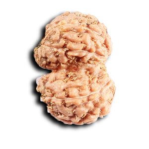 Gaurishanker Rudraksha from Indonesia -210