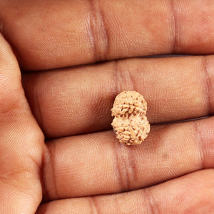 Gaurishanker Rudraksha from Indonesia -211