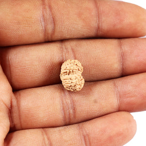 Gaurishanker Rudraksha from Indonesia -212