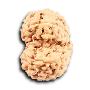 Gaurishanker Rudraksha from Indonesia -212