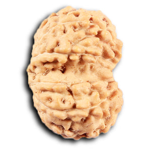 Gaurishanker Rudraksha from Indonesia -212