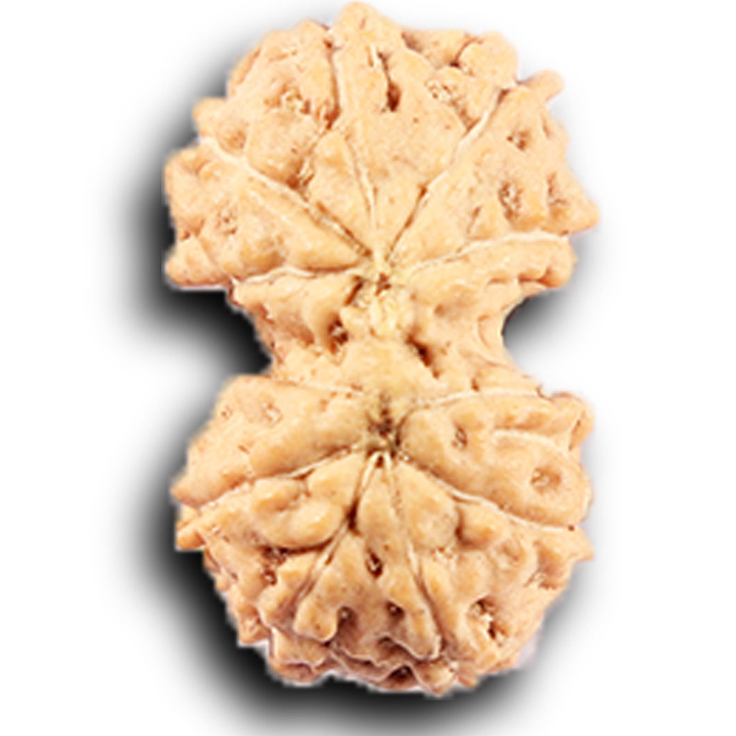 Gaurishanker Rudraksha from Indonesia -212