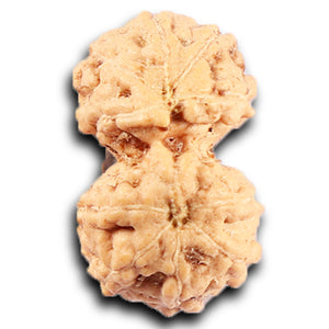 Gaurishanker Rudraksha from Indonesia -213