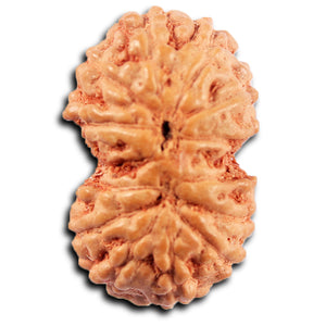 Gaurishanker Rudraksha from Indonesia -214