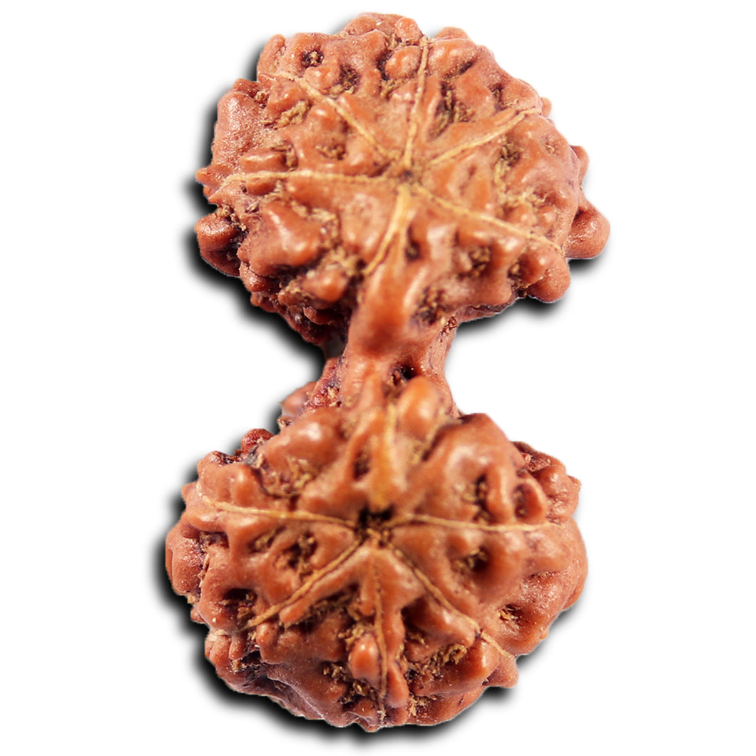 Gaurishanker Rudraksha from Indonesia -215